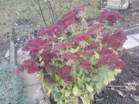 IMG038.webp