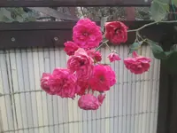 IMG040.webp