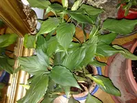 unbekannte pflanzen 001.webp