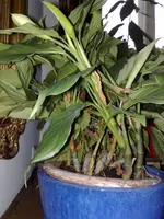 unbekannte Pflanzen 002.webp