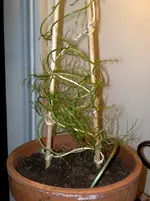 unbekannte pflanzen 2 001.webp