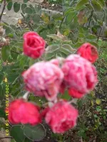 JD500185.webp