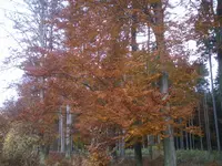 Herbst3.jpg.webp