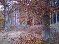Herbst5.jpg.webp