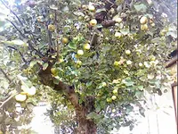 IMG003.webp