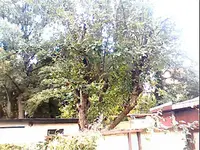 IMG036.webp