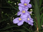 Blaue Orchidee in Meran.jpg