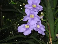 Blaue Orchidee in Meran.webp