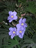 Blaue Orchidee in Meran 1.webp