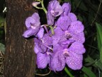 Blaue Orchidee in Meran 2.jpg