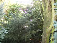 IMG_4003 Tannenbaum.webp