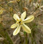 591px-Triteleia_ixioides_scabra_1[1].jpg