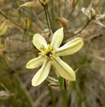 591px-Triteleia_ixioides_scabra_1[1].webp