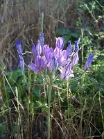 300px-Triteleia_laxa_5[1].webp