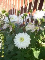 JD500028.webp