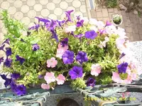JD500098.webp
