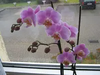 008.webp