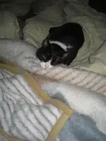 Katzen 001.webp