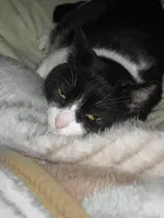 Katzen 003.webp