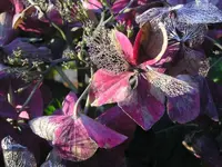 Tellerhortensie 3.webp