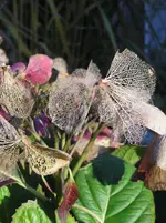 Tellerhortensie 2.webp