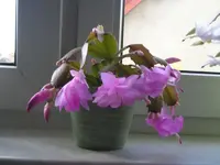 Kaktus rosa.webp
