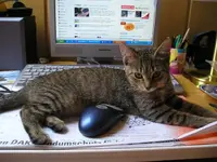 Katze 2.webp