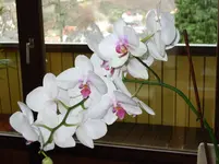 LPIC0437.webp