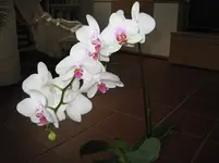 LPIC0442.webp