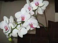 LPIC0444.webp