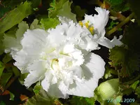 PICT4727.webp