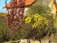 blutpflaume.webp