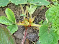 erdbeere.webp
