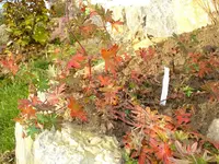 geranium pratense.webp