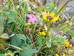 geranium und sonnenhut.JPG