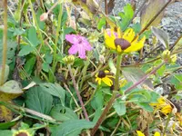 geranium und sonnenhut.webp