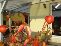 hagebutten.webp