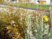 lavendel und rose.webp
