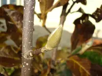 magnolienknospe.webp