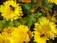 noch fleissig besucht.webp