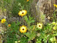 ringelblume.webp