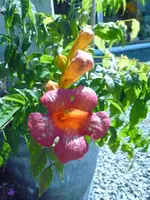 Campsis1.webp