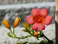 Campsis2.webp