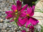 Cosmea 9.1.JPG