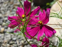 Cosmea 9.1.webp