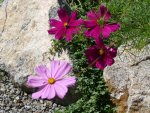 Cosmea 9.2.JPG