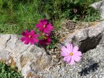 Cosmea 9.3.JPG