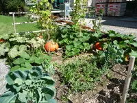 Gemüsegarten9.1.webp