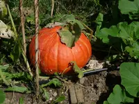 Kürbis 17kg.webp
