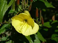 Nachtkerze.webp